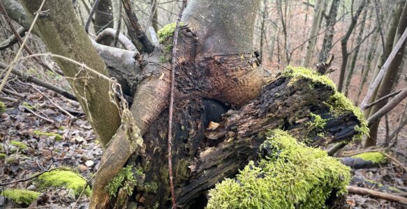 Das Leben nach dem Tod.