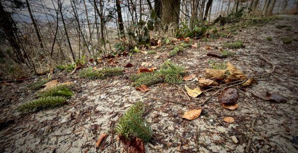 Wer knabbert da an meinem Bäumchen?