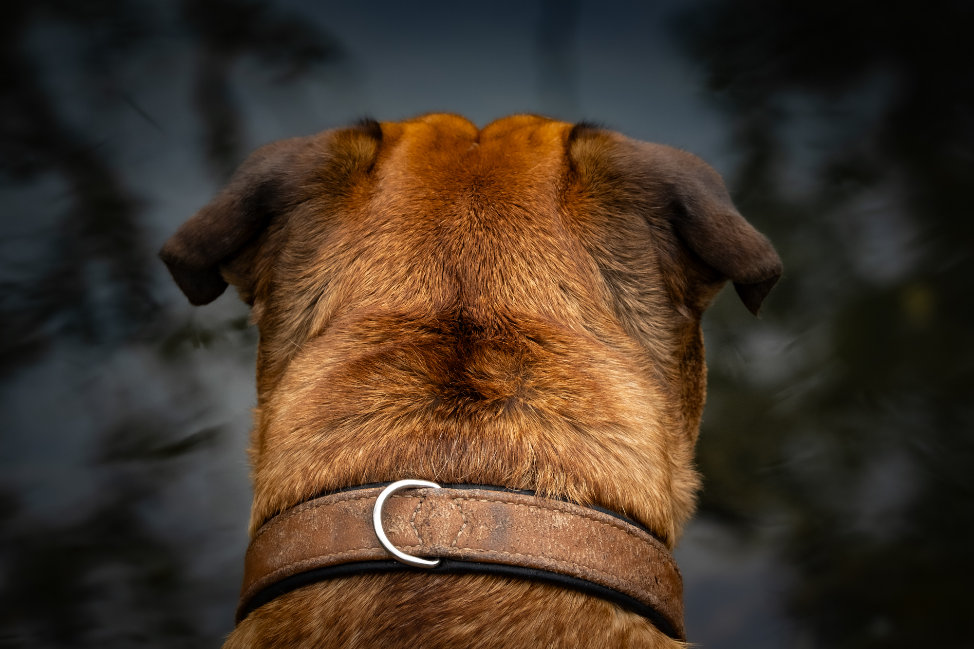 The Rugged Guy